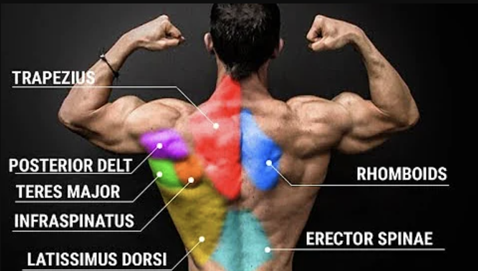 Muscles that Pull-ups Work